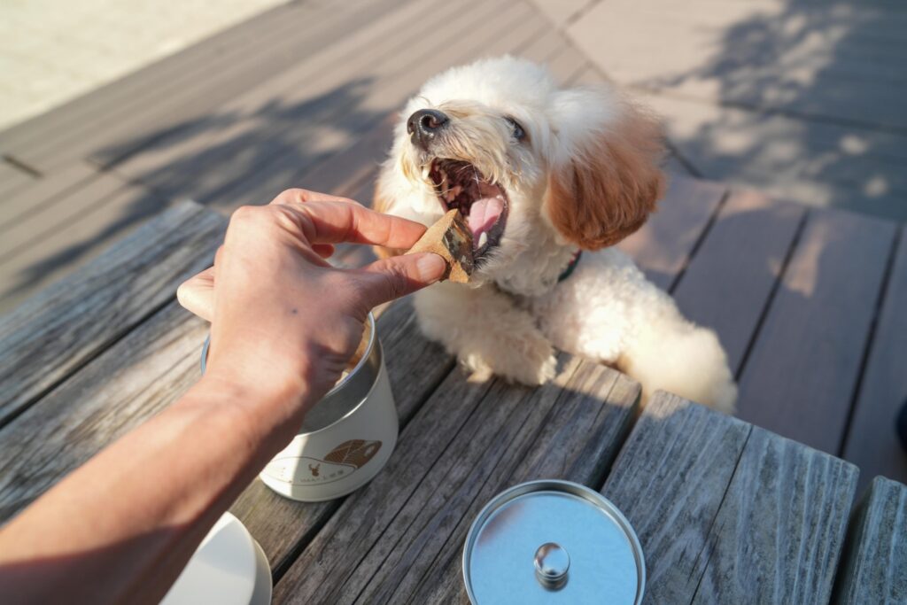 IMA（アイマ）のおやつを食べるわんちゃん