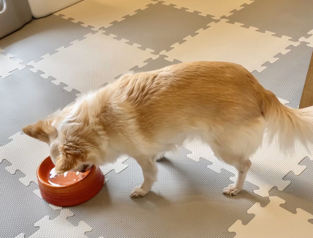 【限定特典あり】「獣医さんの水素水」の愛用者が体験した愛猫・愛犬の変化とは